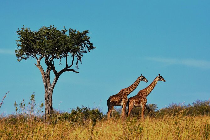 7-Day Magical Tanzania Safari -Premium High End Package - Lake Manyara: Birdlife, Forest, and a Night Drive