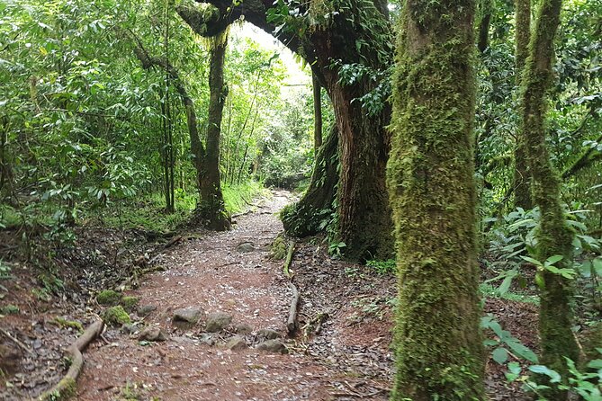 7-Day Mountain Climbing in Machame Route - Day 7: rainforest descent to Mweka Gate