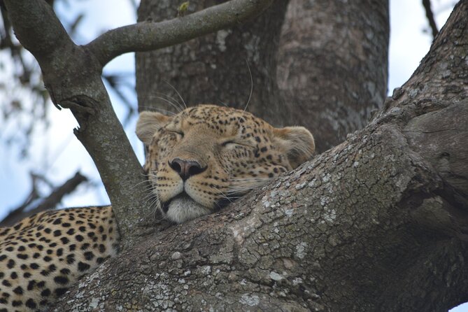 7-Day North Tanzania Classic Safari - What seven days in northern Tanzania really involves