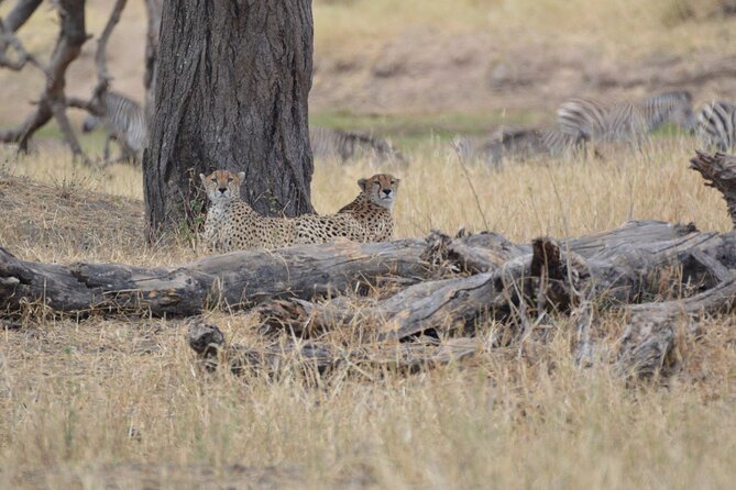7-Day North Tanzania Classic Safari - Day five: a full Serengeti day along the rivers
