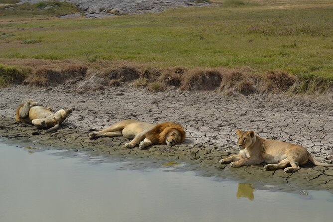 7-Day North Tanzania Classic Safari - Day seven: a flexible finish for flights and onward plans