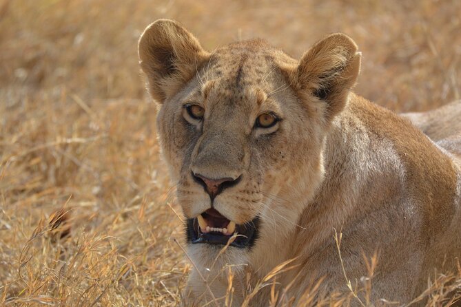 7-Day North Tanzania Classic Safari - Day one: a simple start from Kilimanjaro Airport