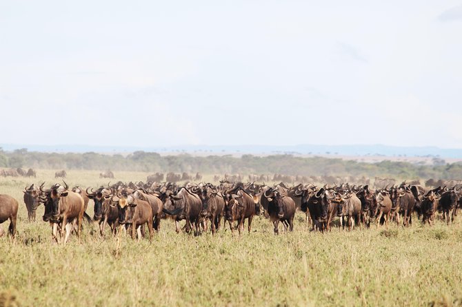 7-Day Premium Luxury Tanzania Safari All-Inclusive - Day six: descending into Ngorongoro Crater