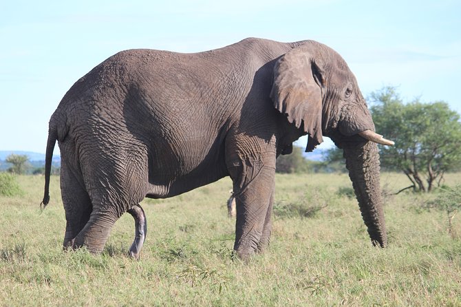 7-Day Premium Luxury Tanzania Safari All-Inclusive - Day seven: the Karatu departure transfer