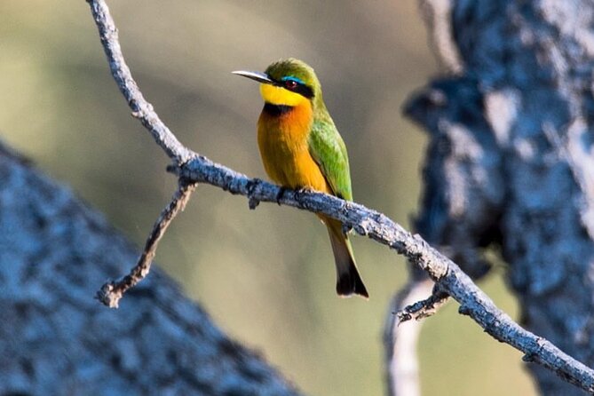 7-Day Private midrange Tour in Arusha with Airport Pickup - Days 3 to 5: Three chances to find the Serengeti