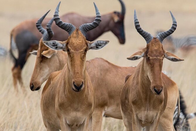 7-Day Private midrange Tour in Arusha with Airport Pickup - Day 6: Leaving the Serengeti for Ngorongoro