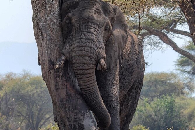 7-Day Private midrange Tour in Arusha with Airport Pickup - Why a private vehicle changes the safari