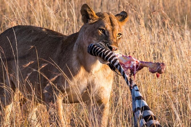 7-Day Private midrange Tour in Arusha with Airport Pickup - Food, lodges, and the midrange standard