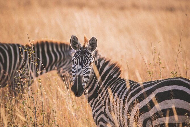 7-Day Private midrange Tour in Arusha with Airport Pickup - Day 1: Tarangire’s elephants and baobabs