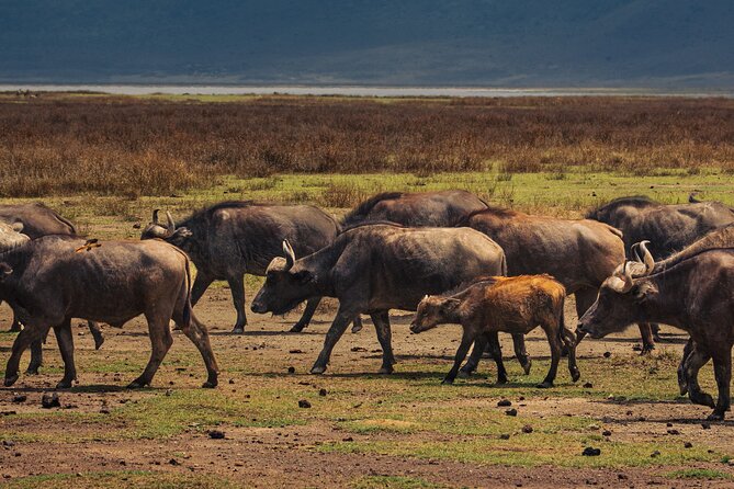 7 Day Safari in Tanzania National Parks - Days 2 and 3: Tarangire for elephants, birds, and unusual antelope