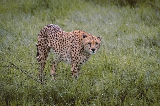 7-Day Tanzania Odyssey Safari- High End Tour - A high-end safari built around the Great Migration