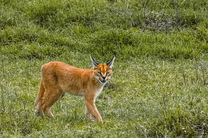 7-Day Tanzania Odyssey Safari- High End Tour - Day 4: Central Serengeti and the Seronera area