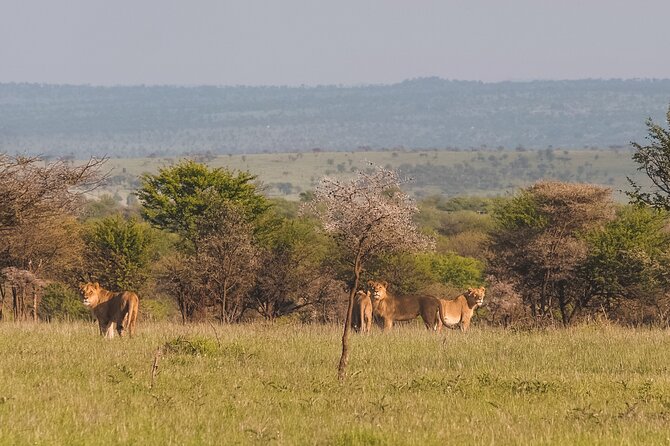 7-Day Tanzania Odyssey Safari- High End Tour - Day 5: Northern Serengeti and the Mara River