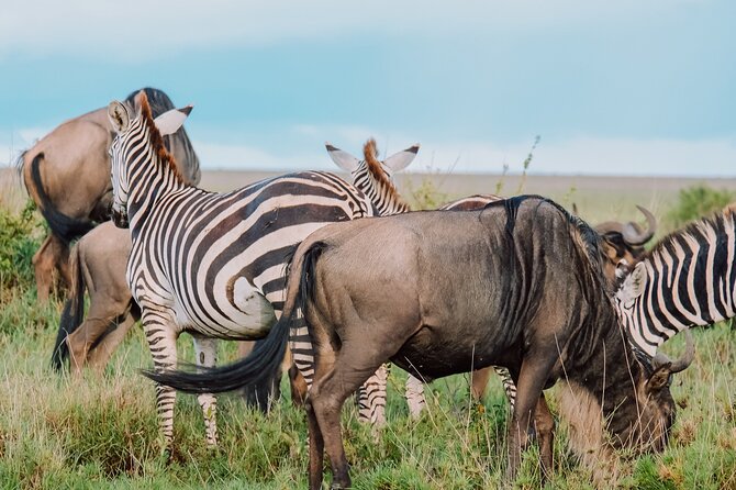 7-Day Tanzania Odyssey Safari- High End Tour - Day 6: A second full day near the Mara