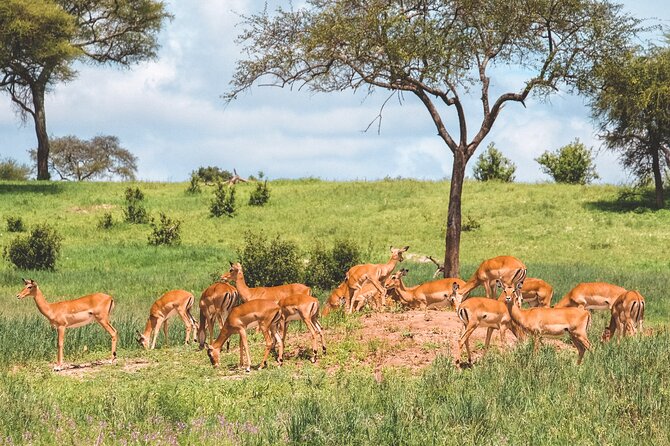 7-Day Tanzania Odyssey Safari- High End Tour - Day 1: Kilimanjaro Airport and Arusha Coffee Lodge