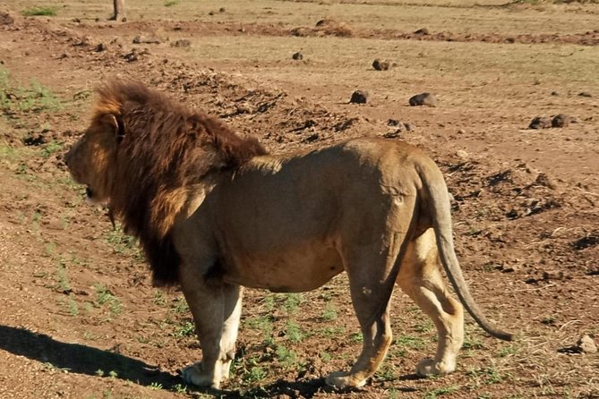 7 Day Tanzania visiting Arusha, Lake Manyara, Serengeti, Ngorongoro & Tarangire - Day 5: From Serengeti to the Ngorongoro rim