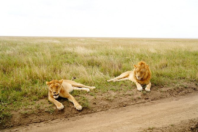 7 Day Tanzania visiting Arusha, Lake Manyara, Serengeti, Ngorongoro & Tarangire - Day 2: Tarangire and its giant baobabs