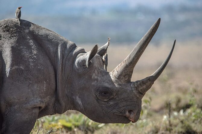 7 Days Best Luxury Safari To Tanzania - Ngorongoro Crater is the trip’s major wildlife day
