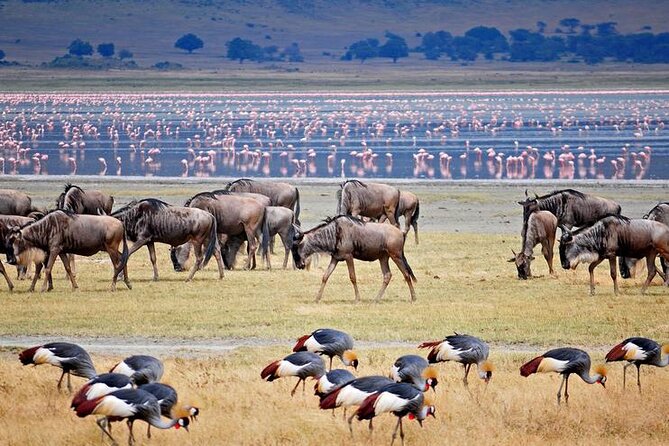 7 Days Best Luxury Safari To Tanzania - Zanzibar is a scenic finish, but not a full beach stay