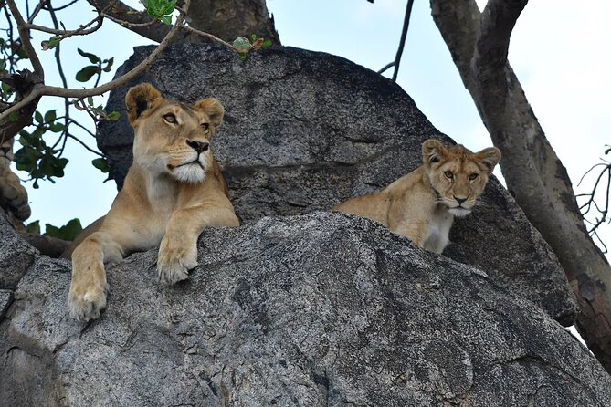 7 Days Elephant Safari Experience in Arusha - Day 3: Olduvai Gorge on the road to Serengeti