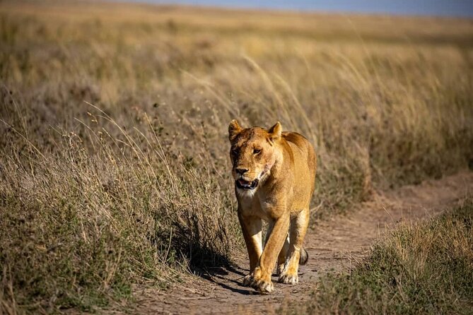 7 Days Elephant Safari Experience in Arusha - Day 6: Lake Manyara’s mixed habitats