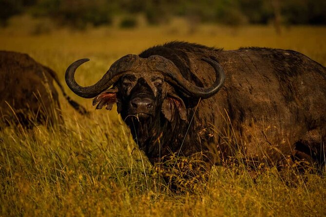 7 Days Elephant Safari Experience in Arusha - Day 1: A soft landing in Arusha