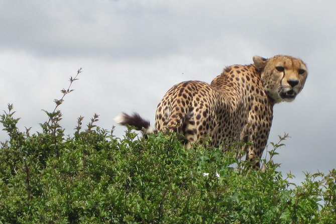 7 - Days Fascinating Tanzania Safari - Key points to know before booking