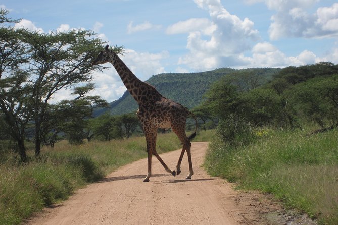 7 - Days Fascinating Tanzania Safari - Tarangire gives you a strong first safari day