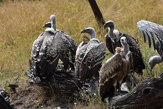 7 Days: Great Migration Mara River Crossing(manyara, Ngorongoro And Serengeti) - Why this seven-day route works