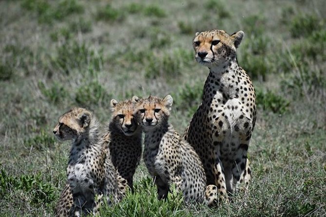 7 Days: Great Migration Mara River Crossing(manyara, Ngorongoro And Serengeti) - Seronera Valley and the central Serengeti cats