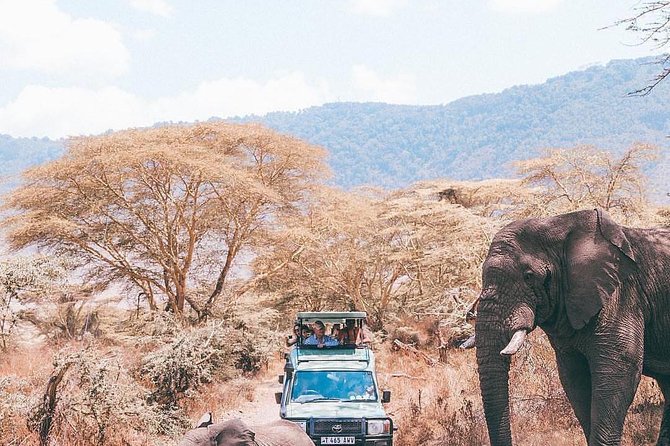 7 days great migration safari - Day 3: A full northern Serengeti wildlife day