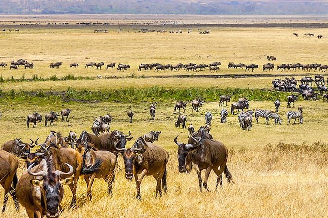 7 days great migration safari - Day 6: Descending into Ngorongoro Crater