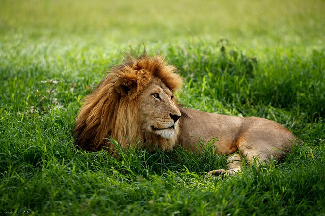 7 Days Great Wildebeest Migration Mara River Crossing - Why the Mara River is worth building a safari around