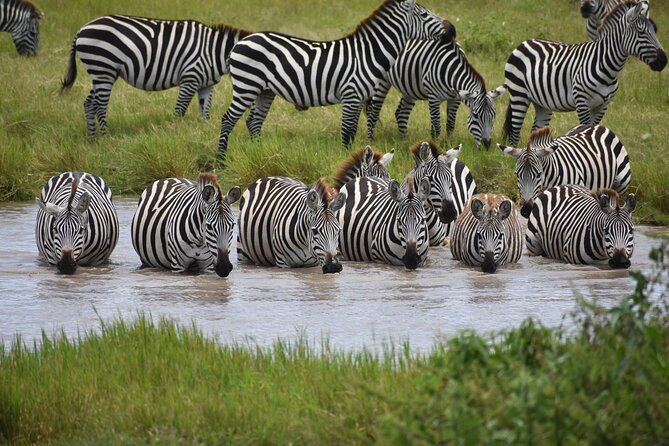 7 Days Highlight of Tanzania Mid-Range Standard - Why this route works for a first Tanzania safari