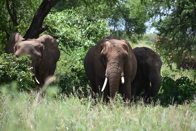 7 Days Highlight of Tanzania Mid-Range Standard - Day 2: Lake Manyara’s forests, birds, and lions
