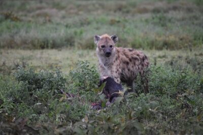 7 Days Highlight of Tanzania Mid-Range Standard