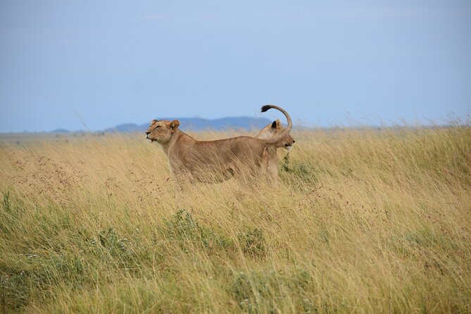 7 Days Highlight of Tanzania Mid-Range Standard - Day 5: An early Mara River game drive