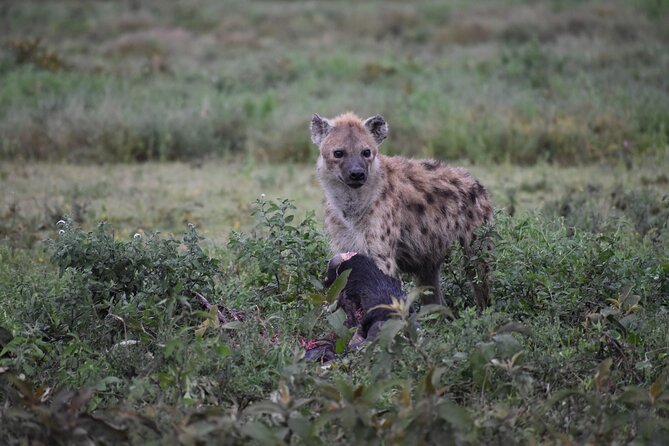 7 Days Highlight of Tanzania Mid-Range Standard - Day 1: Tarangire and its elephant country