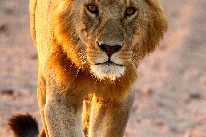 7 Days Journey of the Wildebeest – Luxury Holidays Serengeti - What this seven-day safari is really offering