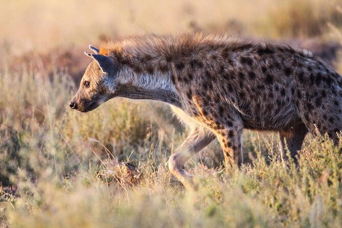 7 Days Journey of the Wildebeest – Luxury Holidays Serengeti - Day 1: Lake Manyara beneath the Rift Valley escarpment