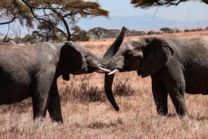 7 Days Journey of the Wildebeest – Luxury Holidays Serengeti - Is $3,815 good value?