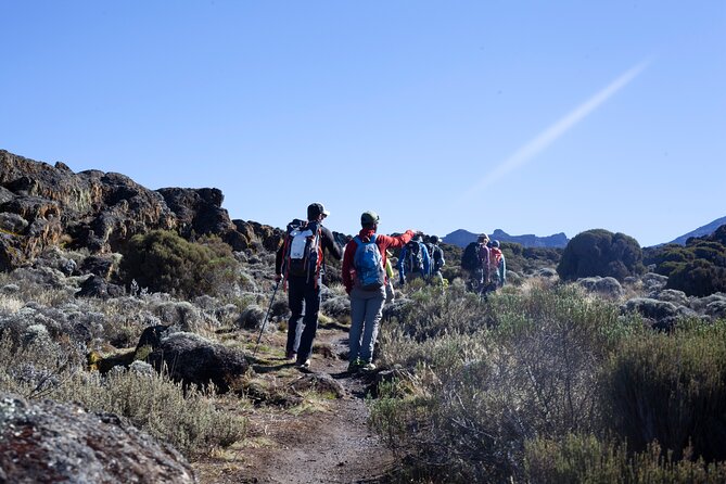 7 Days Kilimanjaro Climbing | Hiking Tour via the Lemosho Route - Day 3: Lava Tower at 4,640 meters, then Barranco