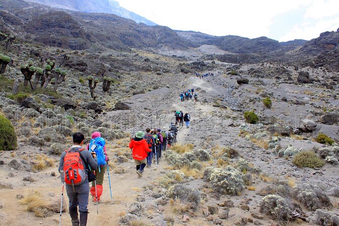 7 Days Kilimanjaro Trekking Machame Route with Professional Guide - Day 7: Stella Point, Uhuru Peak, and a very long descent