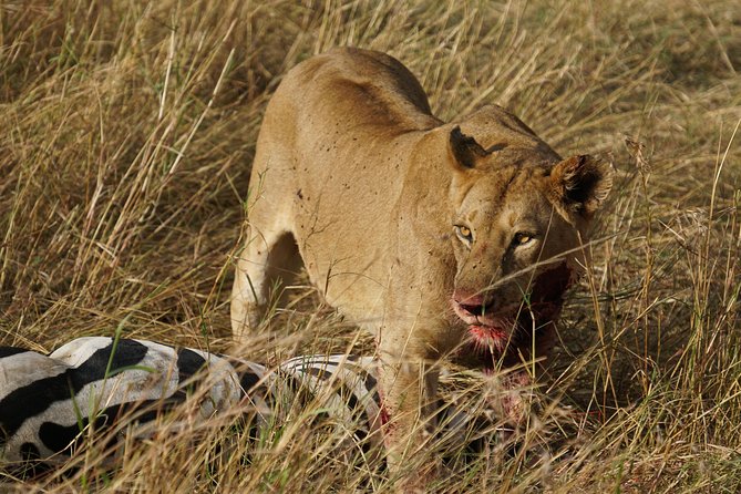 7 Days Migration Crossing in Mara River Northern Serengeti - Day three: searching the Northern Serengeti