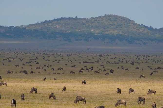 7 Days Migration Crossing in Mara River Northern Serengeti - Day six: the Ngorongoro Crater’s compact wildlife world