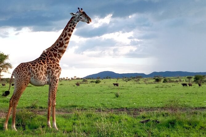 7 days Mt Kilimanjaro,Tarangire NP, Ngorongoro, Serengeti NP, Lake Manyara NP - What the seven-day route is really like