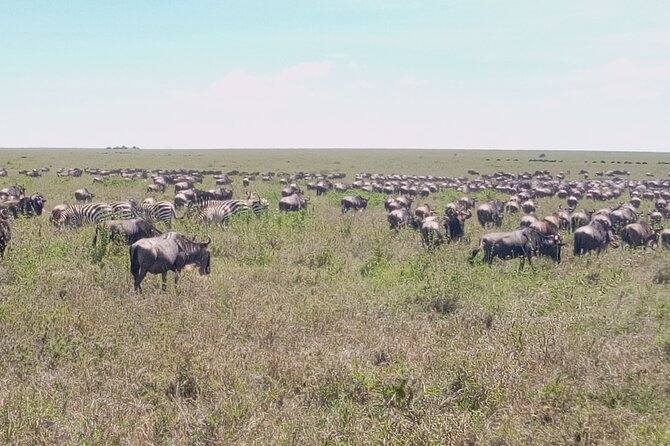 7 days Mt Kilimanjaro,Tarangire NP, Ngorongoro, Serengeti NP, Lake Manyara NP - Day 3: The long road to Serengeti