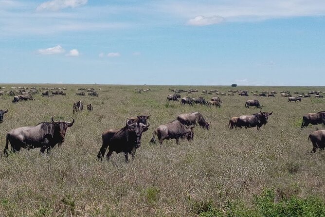 7 days Mt Kilimanjaro,Tarangire NP, Ngorongoro, Serengeti NP, Lake Manyara NP - Day 5: Leaving Serengeti for Ngorongoro