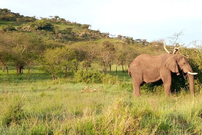 7 days Mt Kilimanjaro,Tarangire NP, Ngorongoro, Serengeti NP, Lake Manyara NP - Day 6: Ngorongoro Crater and the big five