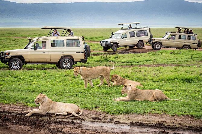 7-Days Private Midrange Safari; Serengeti & Ngorongoro Crater - Day 7: Returning to Arusha and the airport